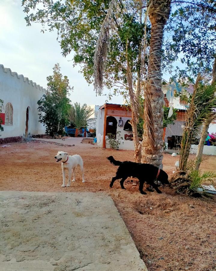 Nook Hostel Dahab Kültér fotó